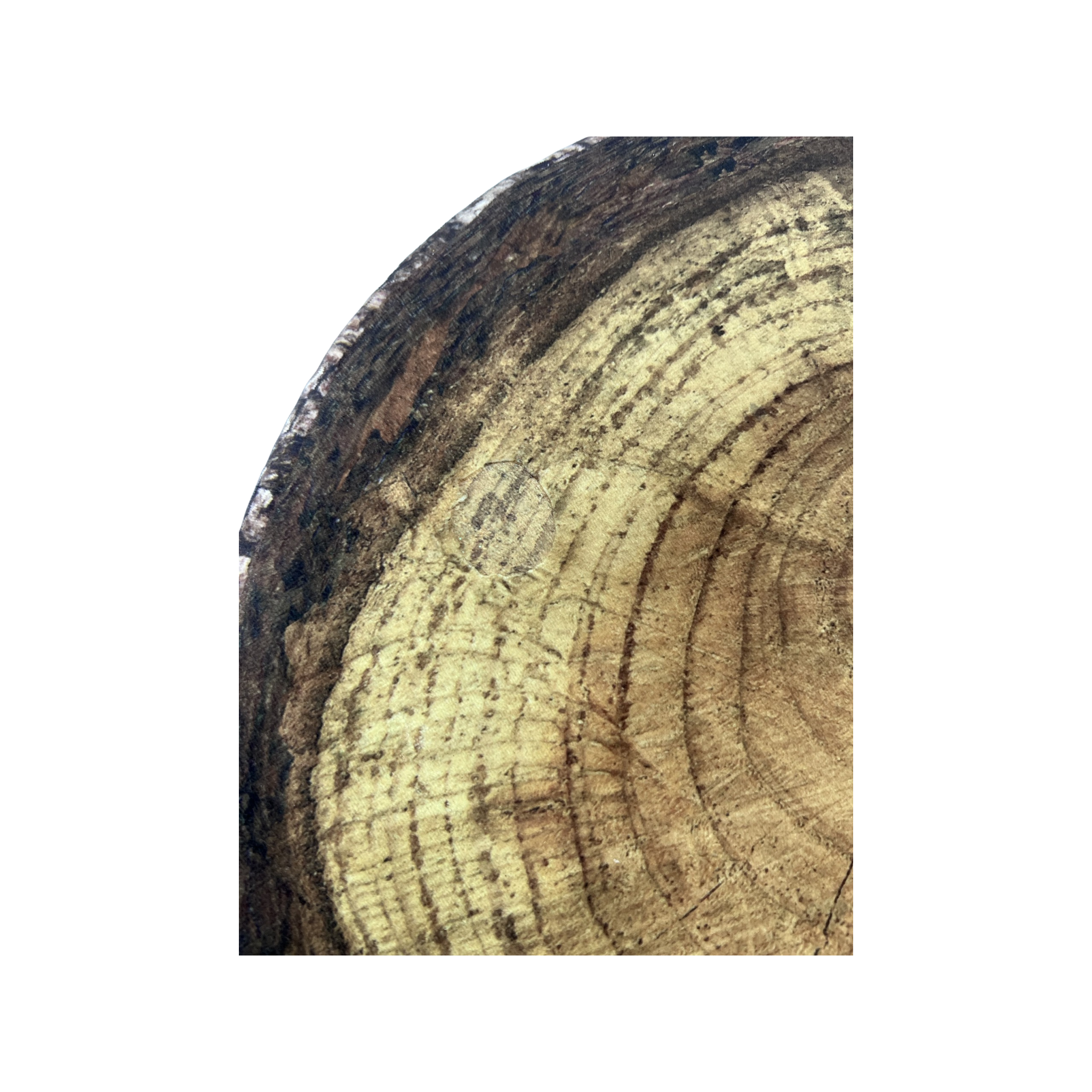Mero Wings Tree Trunk Stool Forest – FADVault Mero Wings Tree Trunk Stool Forest – FADVault