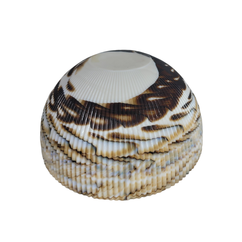 Unsigned Small Murano Glass Bowl with Ribbed Shell Exterior and Caramel Mixed Hues